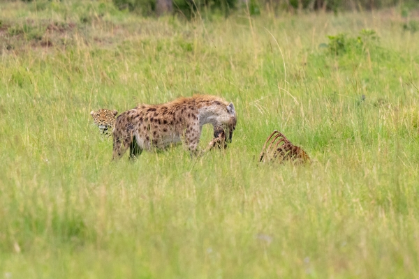 Hyena Leopard Zebra Kill D11 Serengeti N Nyikani 231016 145544 _05