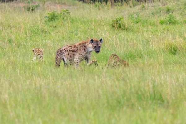 Hyena Leopard Zebra Kill D11 Serengeti N Nyikani 231016 145832_