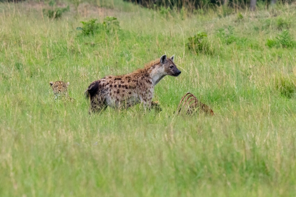 Hyena Leopard Zebra Kill D11 Serengeti N Nyikani 231016 150002_