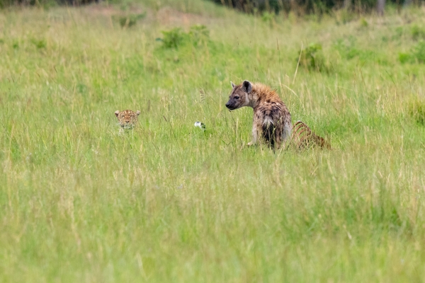 Hyena Leopard Zebra Kill D11 Serengeti N Nyikani 231016 150554_