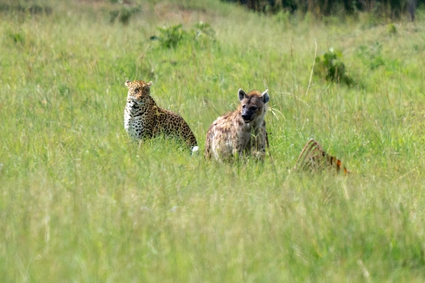 Hyena Leopard Zebra Kill D11 Serengeti N Nyikani 231016 151814_