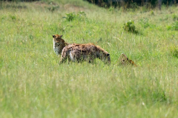 Hyena Leopard Zebra Kill D11 Serengeti N Nyikani 231016 151843_