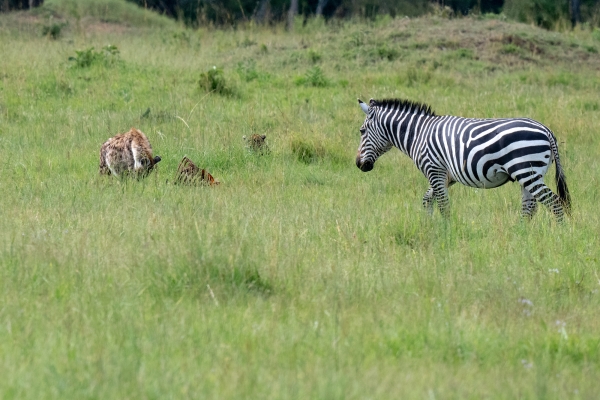 Hyena Leopard Zebra Kill D11 Serengeti N Nyikani 231016 152837_