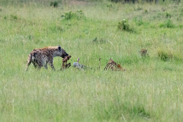 Hyena Leopard Zebra Kill D11 Serengeti N Nyikani 231016 152945 _03