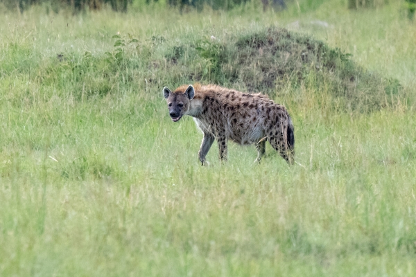 Hyena Leopard Zebra Kill D11 Serengeti N Nyikani 231016 153018_