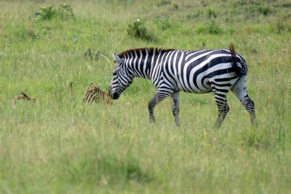 Hyena Leopard Zebra Kill D11 Serengeti N Nyikani 231016 153821_