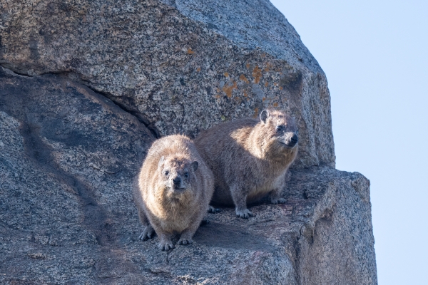 Hyrax, Rock D08 Serengeti C Nyumbani 231013 081031_