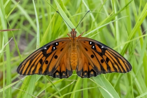 Jack_MariannaCavSP_2020_06_06 - Fritillary, Gulf (1)