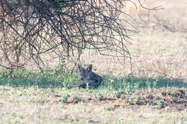 Jackal D08 Serengeti C Nyumbani 231013 075102 _01