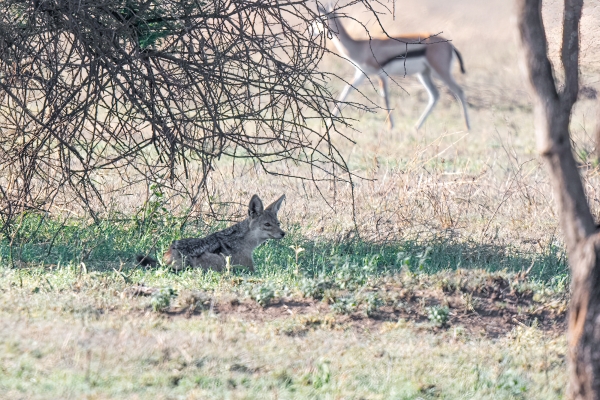 Jackal D08 Serengeti C Nyumbani 231013 075109