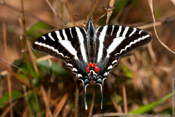 Joe Budd 2022-03-18 - Swallowtail, Zebra (23)