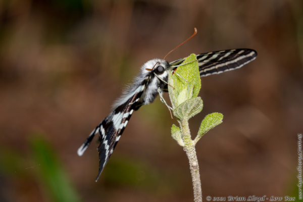 Joe Budd 2022-03-18 - Swallowtail, Zebra (25)