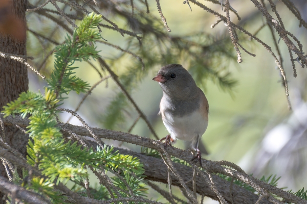 Junco, Pink-sided Day-10 Jasper Moab Lake 2022-09-24 64