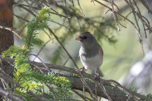 Junco, Pink-sided Day-10 Jasper Moab Lake 2022-09-24 64_1