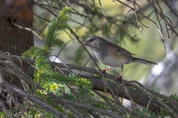 Junco, Pink-sided Day-10 Jasper Moab Lake 2022-09-24 65