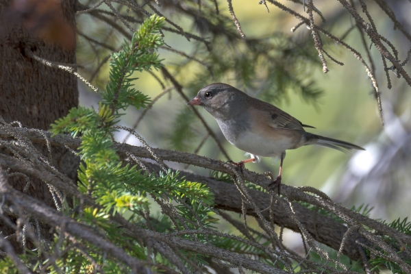 Junco, Pink-sided Day-10 Jasper Moab Lake 2022-09-24 65_1