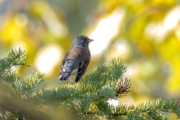 Junco, Pink-sided Day-10 Jasper Moab Lake 2022-09-24 66