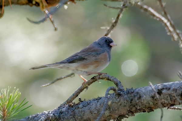 Junco, Pink-sided Day-12 Banff Louise Minnew 2022-09-26 187