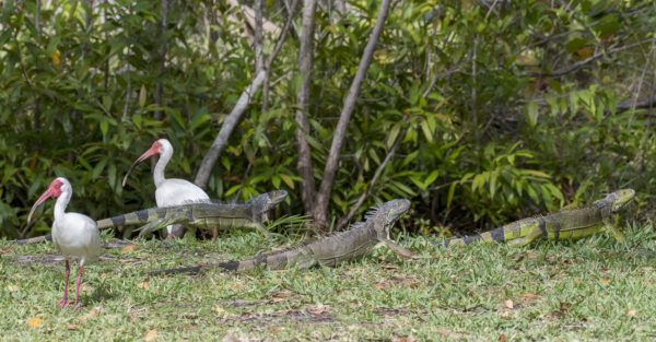 Key Biscayne, Crandon Park 2022-05-22 - Iguanas with Ibis