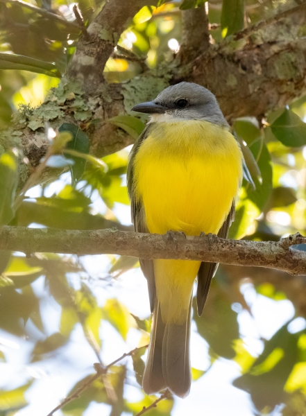 Lake Elberta 2023-11-19, 6 - Kingbird, Couch's