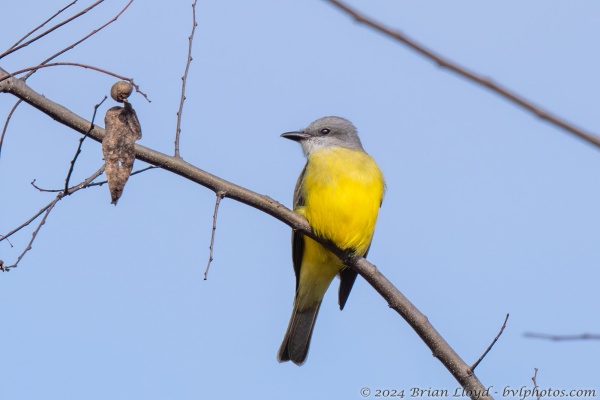 Lake Elberta 2023-12-15 - Kingbird, Couch's (2)