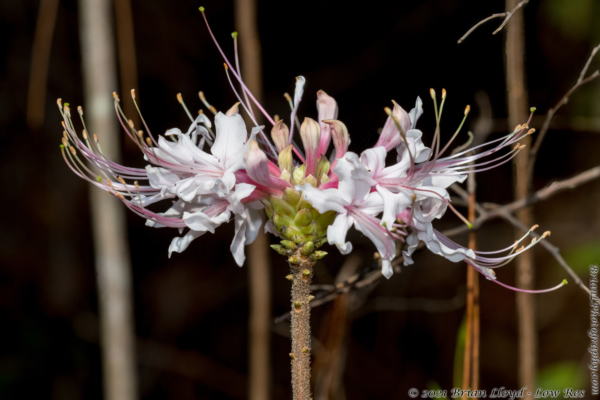 Lake Talquin SP Turkey Flat 2022-03-03 - Azalea, Wild (Rhododendron canescens) (1)