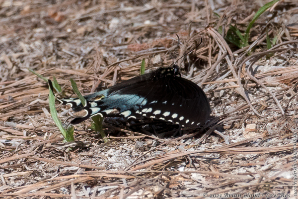 Lake Talquin SP Turkey Flat 2022-03-03 - Swallowtail, Spice