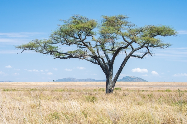 Landscape D07 Serengeti C Nyumbani 231012 105937