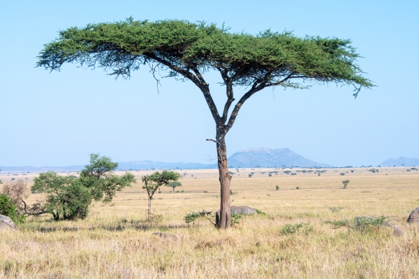 Landscape D08 Serengeti C Nyumbani 231013 083845_