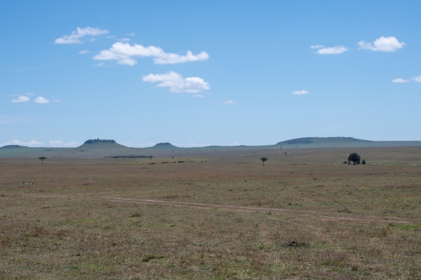 Landscape, Plains D10 Serengeti N Nyikani 231015 110532 _01