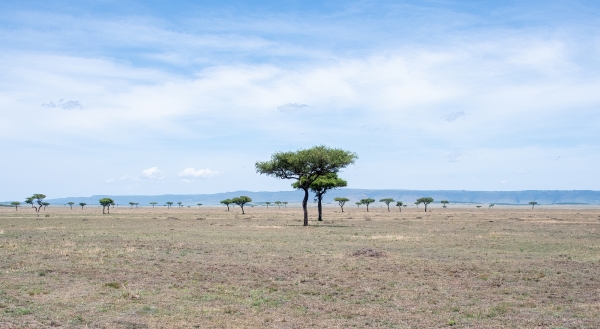 Landscape, Plains D10 Serengeti N Nyikani 231015 111812 _01