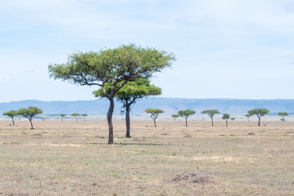 Landscape, Plains D10 Serengeti N Nyikani 231015 111830_