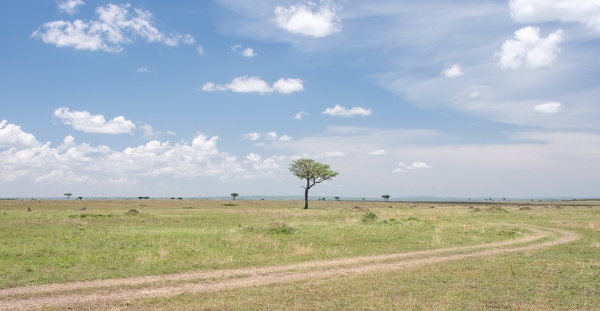 Landscape, Plains D10 Serengeti N Nyikani 231015 114924