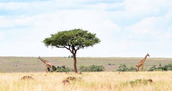 Landscape, Plains D11 Serengeti N Nyikani 231016 122926 _01