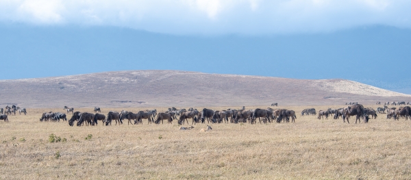 Landscape Wildebeest D05 NgC 231010 082709