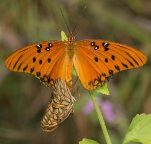 Leon 2015_08_12-9-EKP - Fritilliary, Gulf, mating (1)