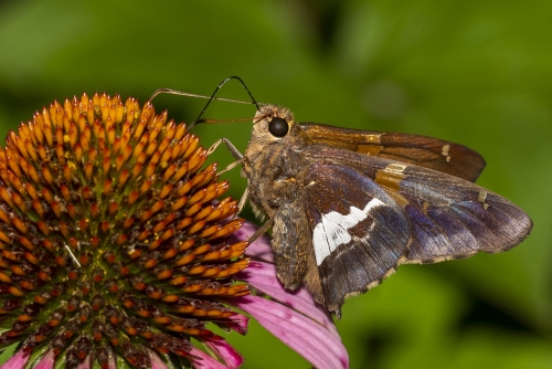 Leon 5116 BNT_2020_07_08 - Skipper, Silver Spotted (1)