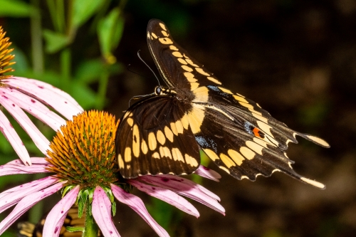 Leon 5116 BNT_2020_07_08 - Swallowtail, Giant (2)