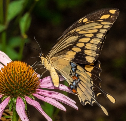Leon 5116 BNT_2020_07_08 - Swallowtail, Giant (3)