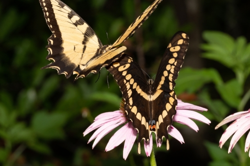 Leon 5116 BNT_2020_07_08 - Swallowtail, Giant with Tiger (1)