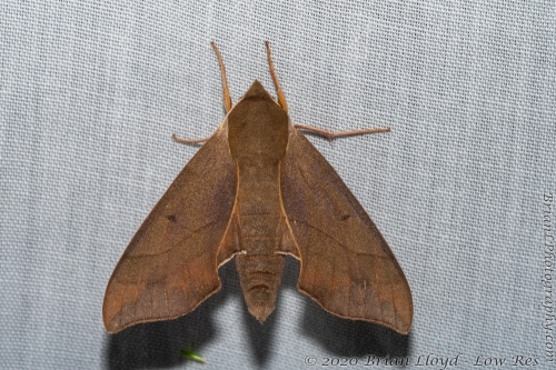 Leon-5116 BNT_2020_07_11 - Moth, Sphinx, Virginia creeper