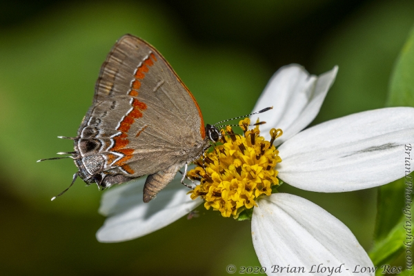 Leon-Ochlocknee_2020_09_25 - Hairstreak, Red-banded (8)-FS
