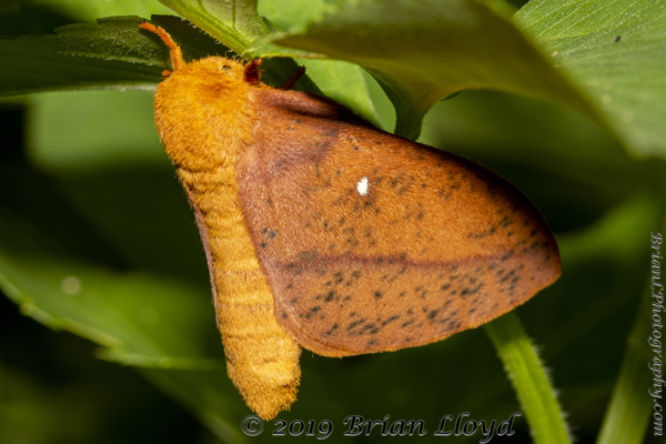 Leon_EKP_2019_07_19 - Moth, Oakworm, Spiny (4)