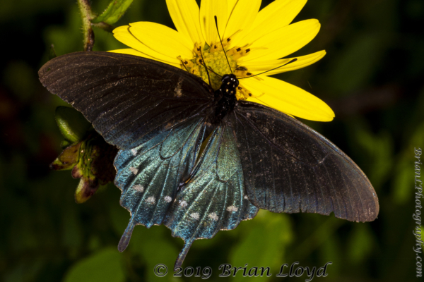 Leon_EKP_2019_07_19 - Swalowtail, Pipevine (1)_2