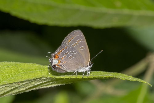 Leon_EKP_2020_05_14 - Hairstreak, King's (1)
