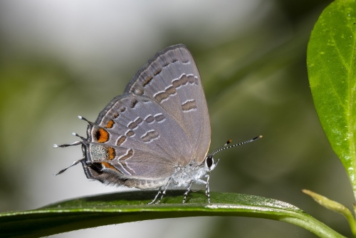 Leon_EKP_2020_05_14 - Hairstreak, King's (4)