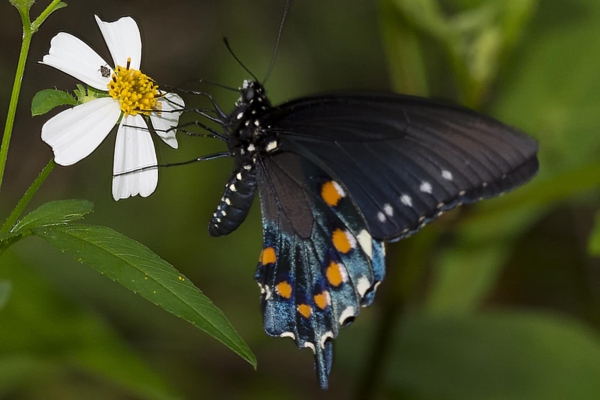Leon_FL_EKP_2016_05_09 - Swallowtail, Pipevine (M-ventral) (2)- small