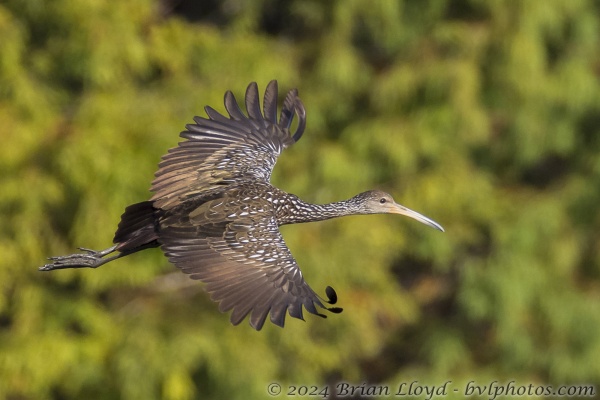 Leon_LkHenrietta_2016_11_12 - Limpkin, flying (2)