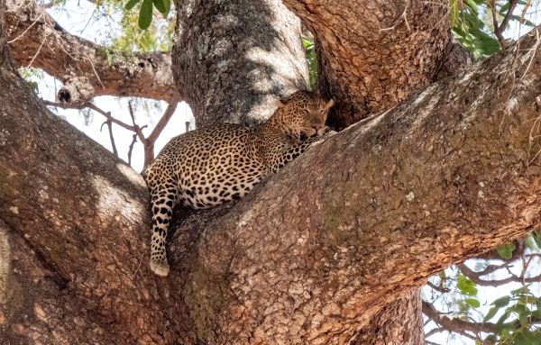 Leopard D03 Tarangire NP 2023-10-08 305_