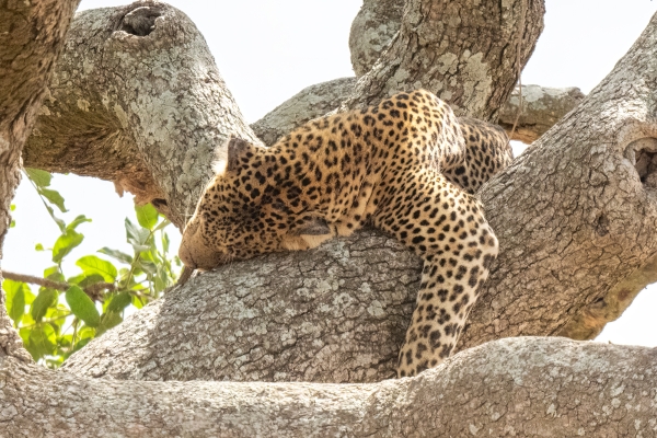 Leopard D06 NgC to Serengeti C 231011 145413 _01